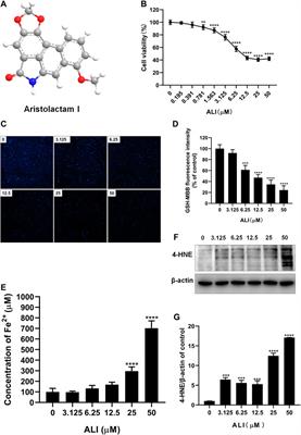 Mitochondrial Iron Overload-Mediated Inhibition of Nrf2-HO-1/GPX4 Assisted ALI-Induced Nephrotoxicity